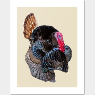 Strutting Turkey Posters and Art